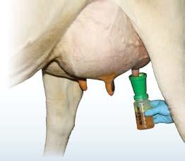 CoPulsation Milking System Minimiert Hyperkeratosen Optimiert Ausmelken 10-20% schneller Melken Reduziert Staph.
