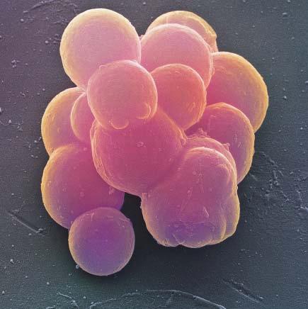 Gewaltige Verheißungen Embryonale Stammzellen Heilsbringer für die Medizin? von Theodor Dingermann Am Anfang der Säugerentwicklung steht die befruchtete Eizelle.