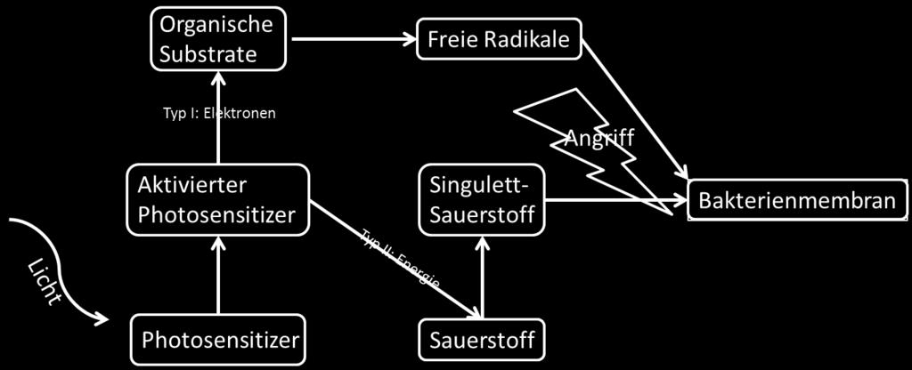 Diese Sauerstoffradikale haben in biologischen Systemen eine Lebensdauer von weniger als 0,004 Millisekunden und einen Aktivitätsradius von weniger als 0,02 µm (DOUGHERTY et al. 1998).