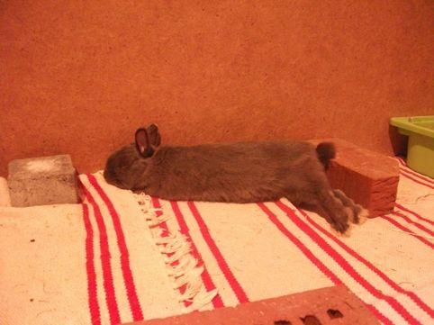 Einrichtung Viele Kaninchen bevorzugen zum Laufen und Sitzen Teppiche,