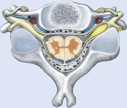.3 Topographische und funktionelle Anatomie des Plexus brachialis 105 Truncus sympathicus Ramus communicans Ramus anterior = ventralis N.