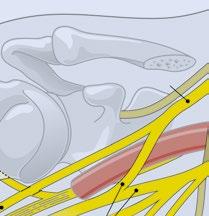 Aus den Trunci (oft auch teilweise aus den Faszikeln) gehen die 7 Nerven zur Schultergürtelmuskulatur hervor: 4 N. dorsalis scapulae, 5. N. subclavius, 6 N.