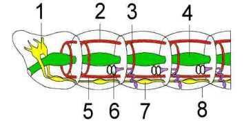 Homonome Segmentierung jedes Segment enthält: (Metamer) 1 Paar Coelomsäckchen 1 Paar Ganglien 1 Paar