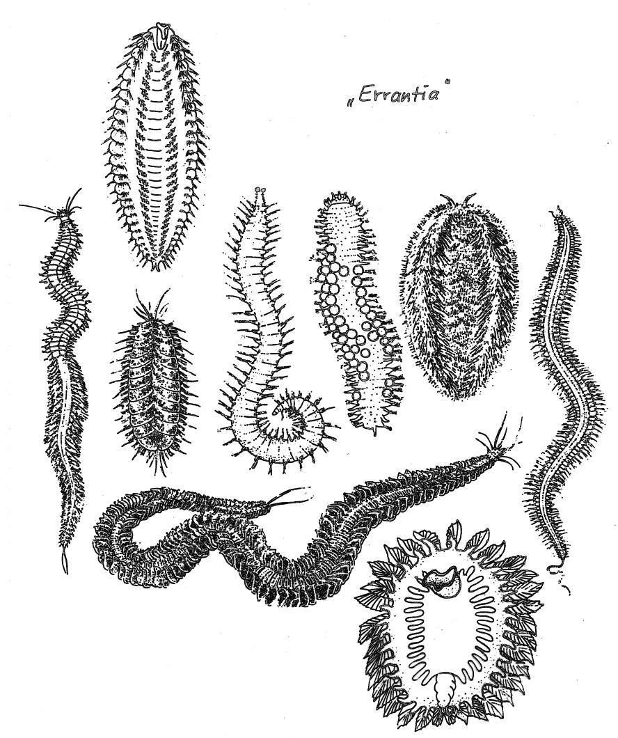 Phyllodoce