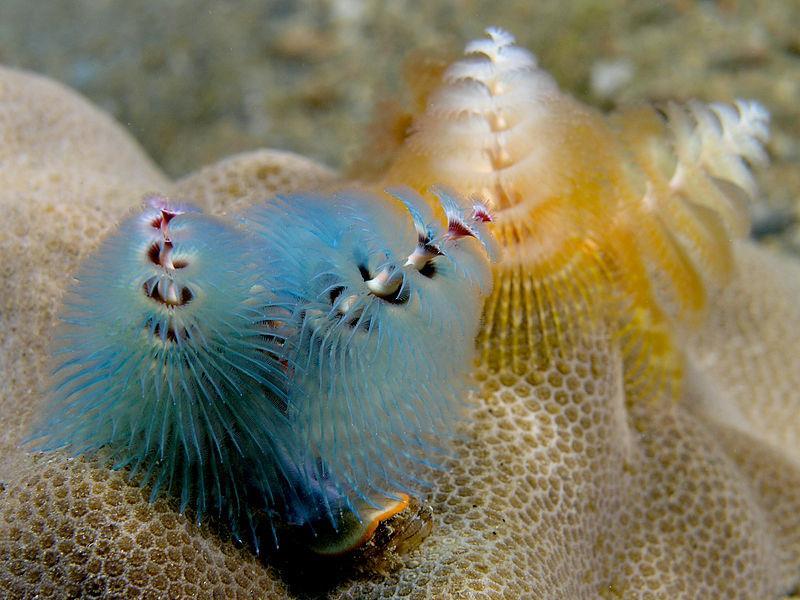 , Polychaeta Kalkröhrenwürmer