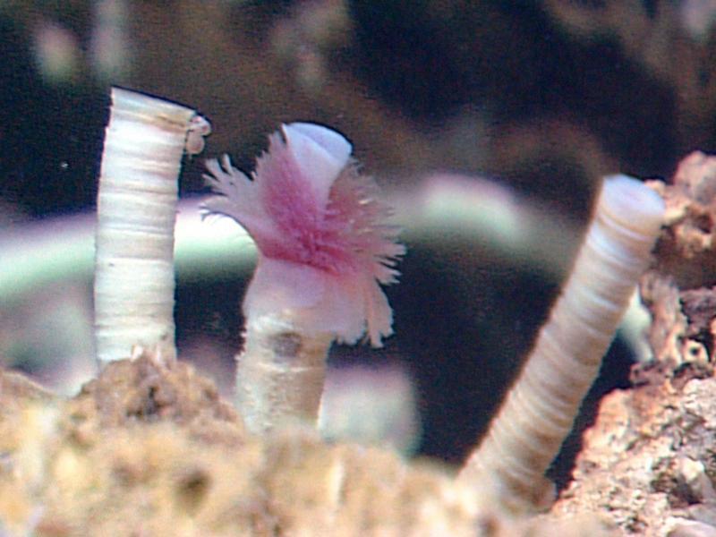 Eudistylia polymorpha