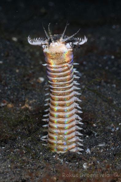 Wurm (Eunice aphroditois, Polychaeta)