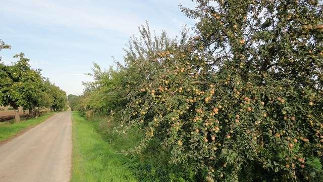 Vereinseigene Obstwiesen / Obstbaumreihen