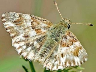 zukünftige) Klimahülle Gewinn an geeigneter Klimahülle Verlust an geeigneter