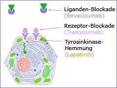 Der HER2-Antikörper Trastuzumab (Herceptin ), der als Infusion verabreicht wird, wird sowohl bei Frauen mit fortgeschrittenem Brustkrebs als auch in der vorbeugenden (adjuvanten) Therapie mit guten