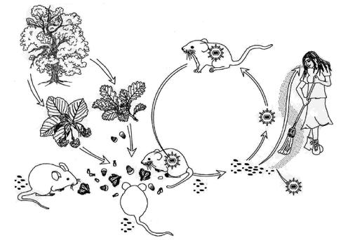 iert. So wird das asiatische Hantavirus (HTNV), das namensgebende Prototypvirus dieser Gruppe, von der Brandmaus übertragen [19].