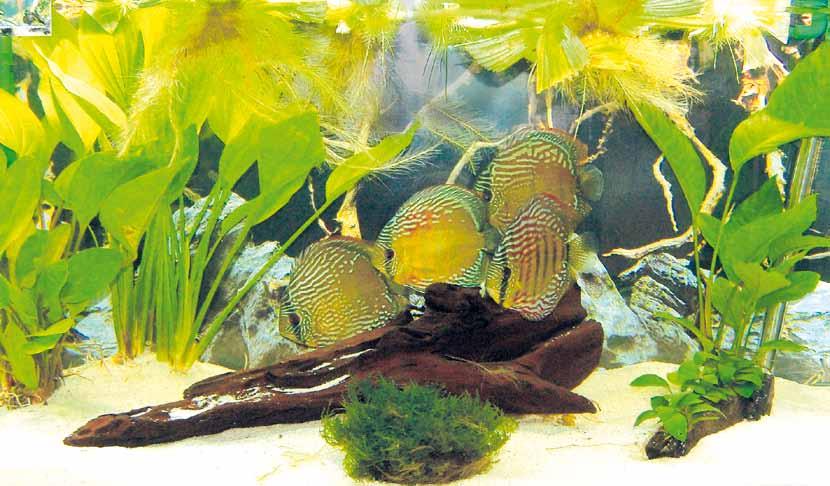 Hervorragende Diskus Wildfänge in ihrem Aquarium