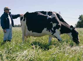 Zu Laktationsbeginn befinden sich viele Kühe in einer negativen Energiebilanz, gegen Laktationsende sind sie oft überkonditioniert.