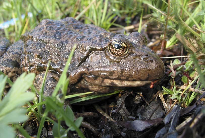 Frösche, Kröten, Unken Die Froschlurche Die Froschlurche haben einen gedrungenen Körper ohne