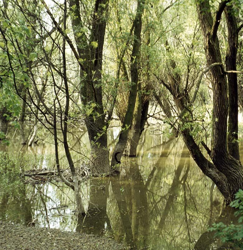 Lebensräume verbessern Barrieren abbauen, Korridore schaffen Naturnahe Laubmischwälder