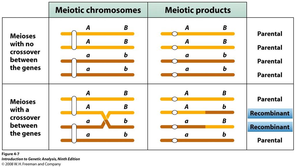 Rekombinanten entstehen durch Cross-Over Meiotische Chromosomen