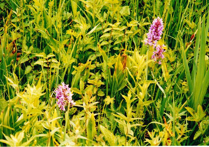 2016 hat die Na turschutzstation Neschwitz die Pflege der Feuchtwiesen für fünf Jahre über nommen. Hoffen wir, dass sich das auch positiv für unsere gefährde ten Orchideen auswirkt! Dr.