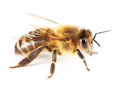 Durch eine spezielle Formulatur wurden 80% Medihoney Antibakterieller Honig mit natürlichen