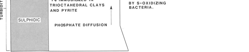 31 Entstehungshypothesen 1) Aufkonzentrieren des Phosphates durch Bakterien zwischen der oxischen und anoxischen Wasserschicht 2) Absorption des Phosphates