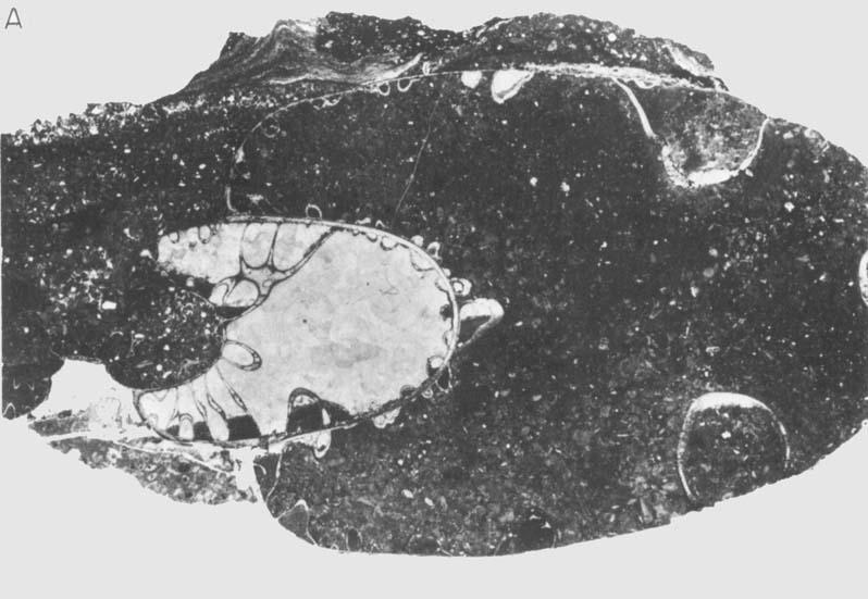 34 Kalkriffe Complex infilling of the Puzosia with