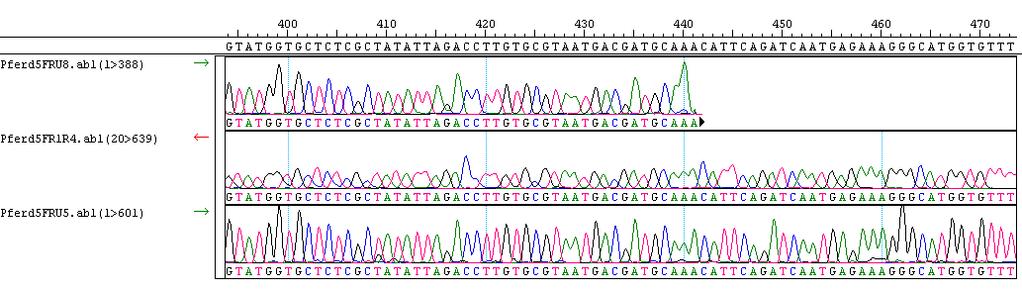 Material und Methoden 25 Abbildung 6 Exemplarische Darstellung der Sequenzauswertung mittels SeqMan 4.2.6 Phylogenetische Analyse Für die phylogenetische Analyse wurden Programme des HUSAR-Sequence analysis package verwendet.