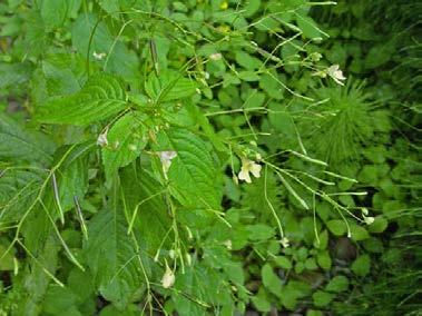 (Oenothera glazioviana)