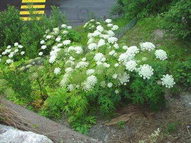 Riesen-Bärenklau (Heracleum mantegazzianum) (verboten gemäss Freisetzungsverordnung) Herkunft: Kaukasus; in Europa in Gärten und