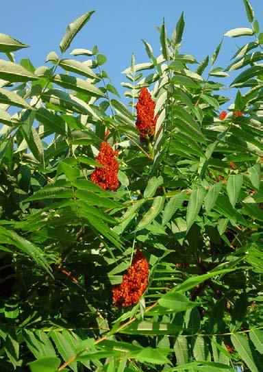 Essigbaum (Rhus typhina) (verboten gemäss Freisetzungsverordnung) Herkunft: Nordamerika; als Ziergehölz oft in Gärten angepflanzt, attraktive