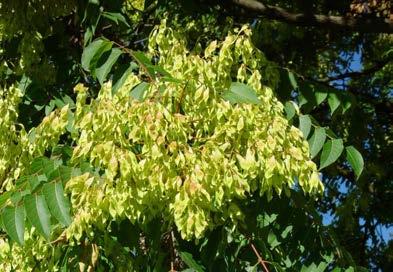 Götterbaum (Ailanthus altissima) (aufgeführt in schwarzer Liste) Herkunft: ursprünglich aus China und Nord-Korea, oft als Parkbaum