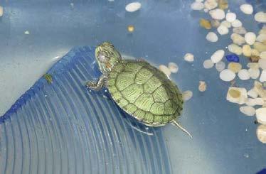 Merkmale: Typisch für diese Schildkröte ist der orange-rote Fleck an der Seite des Kopfes. Probleme: Die ausgesetzten Tiere wachsen in den Teichen zu Exemplaren von bis zu 30 cm Grösse heran.