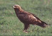 Seeadler 110 ++ 34 > 90