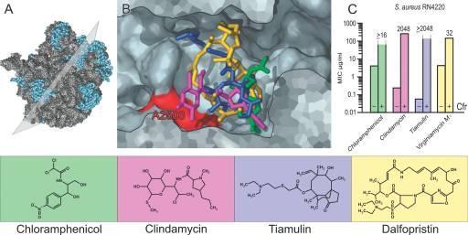 methyliert (LIZ-R); vermittelt Kreuzresistenzen Long et al., 2006, AAC 50: 2500-5. NRZ 2012 24 multiresistente S.