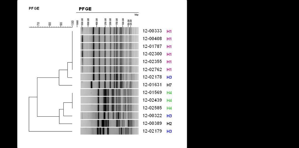 No. Linezolid-resistente Staphylococcus epidermidis Mutationen in den jeweiligen Genen und Isolaten Mutations in 23SrRNA V region rplc (L3) rpld (L4) rplv (L22) 12-00333 C2161T; G2576T C301G /