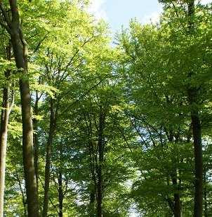 Neue Wege der Holzvermarktung im Privat und Körperschaftswald, welches ist der Richtige Jede FBG oder kleine Zusammenschlüsse weniger Forstbetriebsgemeinschaften vermarkten ihr Holz
