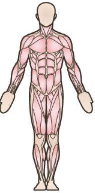 Rückenstrecken mit Gymnastikstab Körpermitte: Rückenmuskulatur Schulterbreiter Stand, den Gymnastikstab auf den Schultern halten, die Füsse sind