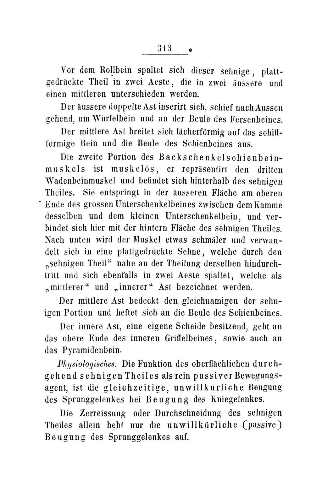 3 i 3 e Vor dem Rollbein spaltet sich dieser selmige, plattgedrückte Theil in zwei Aeste, die in zwei äussere und einen mittleren unterschieden werden.