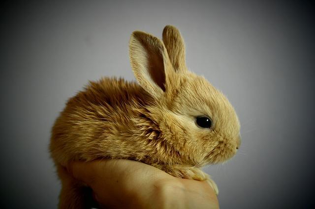 Kaninchenpopulation Wie viele Kaninchenpaare entstehen im Verlauf eines Jahres aus einem Paar?
