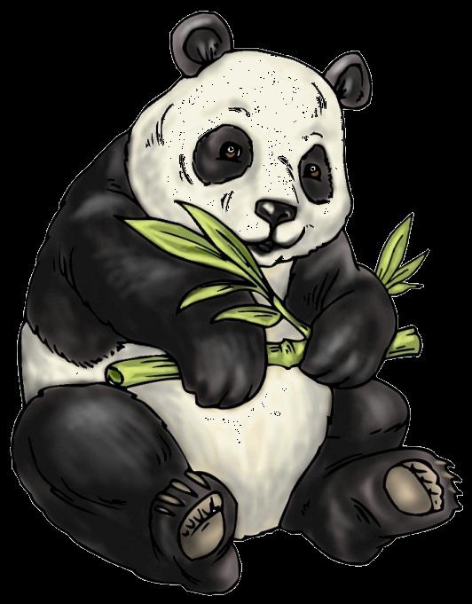 3 Der Panda Der Panda fällt durch seine schwarz-weißes Fell auf. Von der Nase bis zum Po wird er einen Meter lang und etwa 80 bis 160kg schwer.