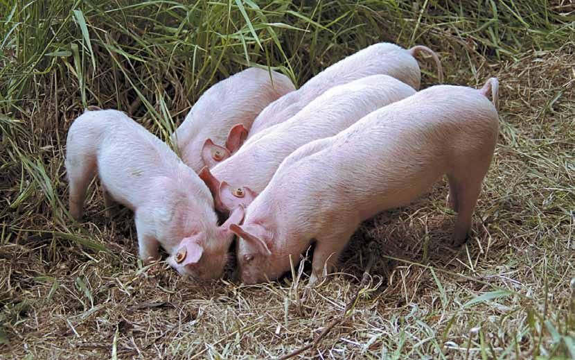 PROJEKTE SCHWEIZ Schweine sind glücklich, wenn sie draussen auf der Weide buddeln und fressen dürfen VIER PFOTEN setzt sich dafür ein, dass das häufiger der Fall ist.