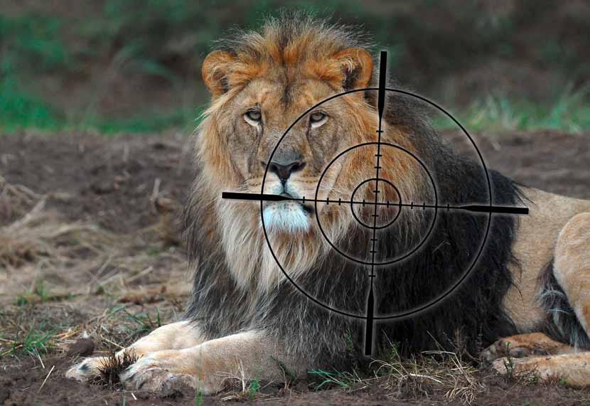 Grausame Löwenjagd Stop Canned Hunting VIER PFOTEN engagiert sich gegen die Jagd auf gezüchtete Löwen in Südafrika.