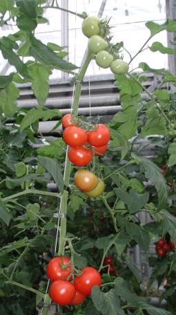 Tomatenkultur im