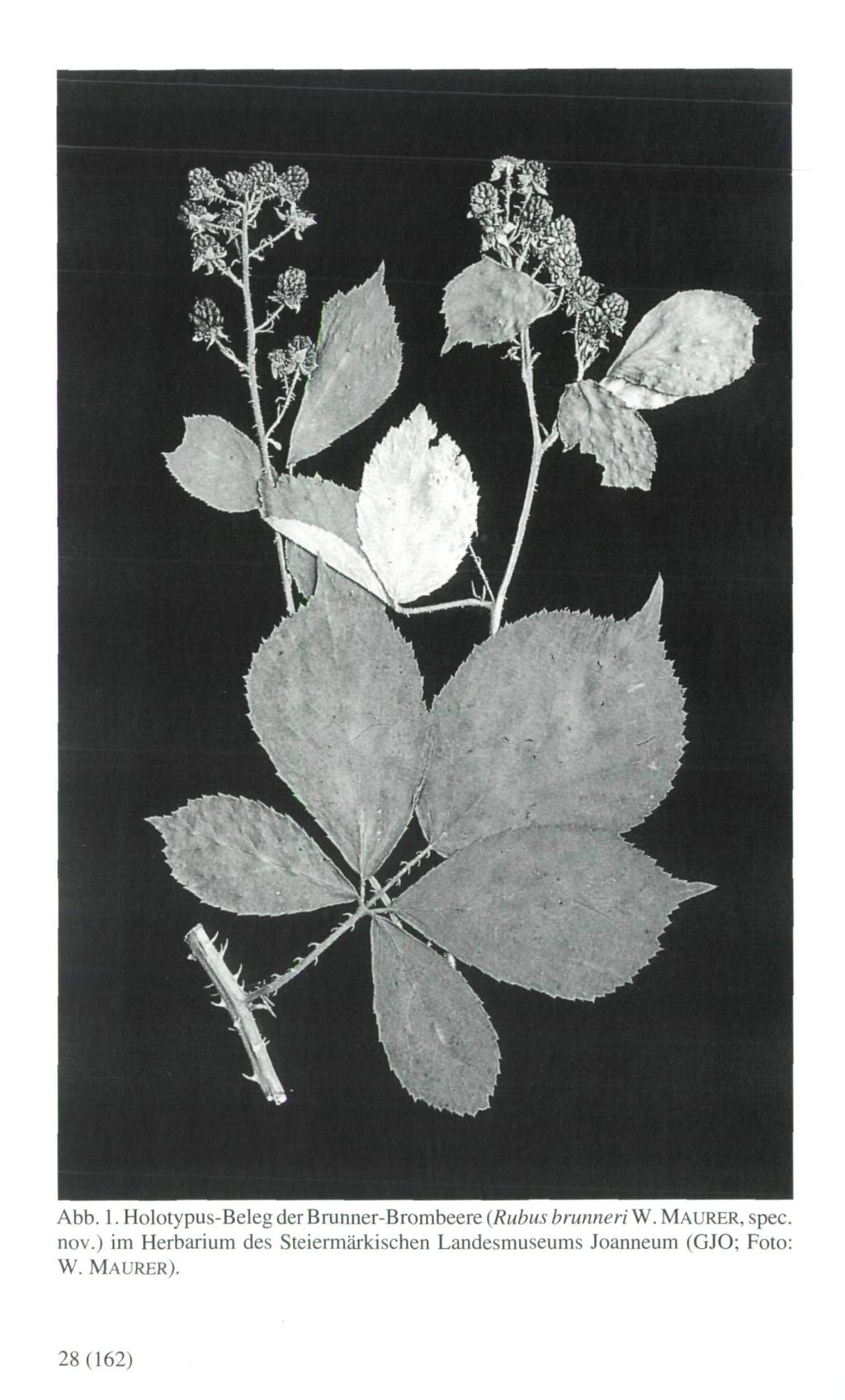 Abb. 1. Holotypus-Beleg der Brunner-Brombeere (Rubus brunneri W. MAURER, spec, nov.