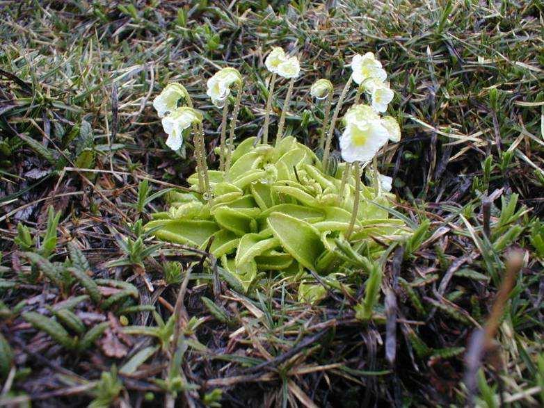 (Pinguicula