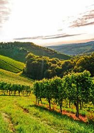 Piemont Weinregion mit Tradition Schon seit der Antike wächst im Piemont Wein; vor allem mit seinen Rotweinen hat sich die Region im Nordwesten Italiens einen Namen gemacht.