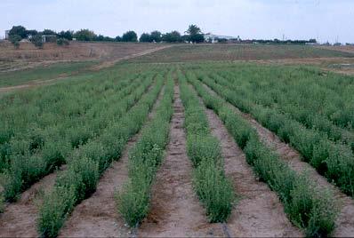 Nachhaltige Alternativen Stevia rebaudiana Stevia rebaudiana ist eine subtropische, krautige Pflanze, die in ihren Blättern einen natürlichen Süßstoff bildet.