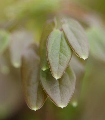 colchicum aus aus dem Kaukasus in der immergrünen Kreuzung Epimedium x warleyense. Und damit ist das Reich der als Bodendecker im Schatten und Halbschatten verwendeten Elfenblumen auch schon betreten.