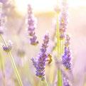 Die Hauptwirkstoffe Lavendel Er steht für den Duft der Provence doch Lavendel kann noch mehr: Er wirkt antibakteriell, antiviral,