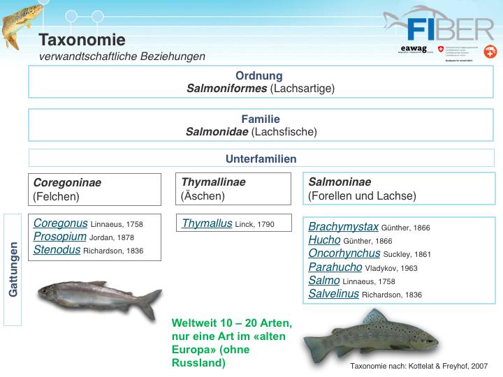 Auf dieser Folie seht ihr die Taxonomie der Ordnung der Lachsfische, der Salmoniformes, wo die Äsche dazu gehört.