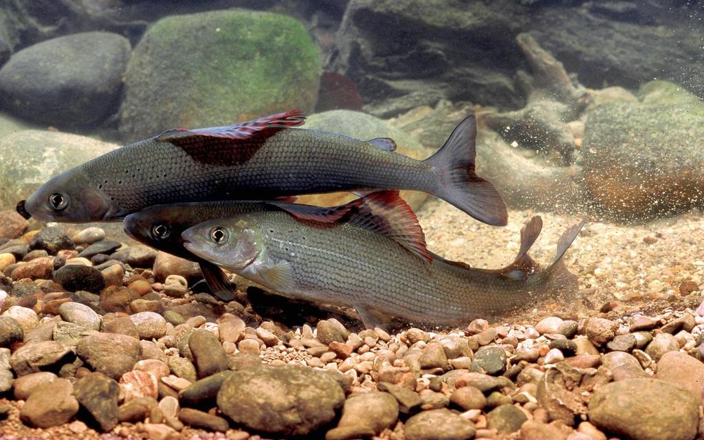 Fischarten mit Bestandsverschlechterungen