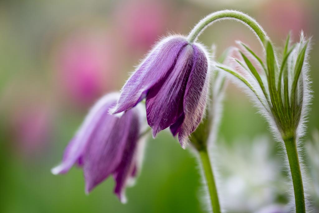 Pulsatilla vulgaris - Echte Kuhschelle Die Kuhschelle gehört zur Familie der Hahnenfußgewächse (Ranunculaeae).